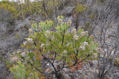 Paranomus abrotanifolius