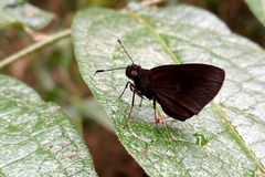 Thargella evansi