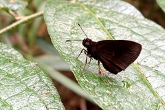 Thargella evansi