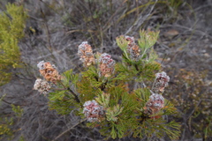 Paranomus abrotanifolius