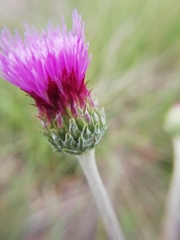 Cirsium tuberosum
