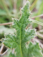 Cirsium tuberosum