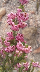 Erica brachycentra