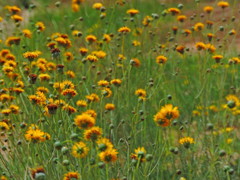 Thelesperma megapotamicum