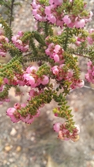 Erica brachycentra