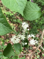 Symplocos paniculata