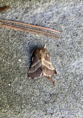 Malacosoma americana