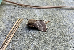 Malacosoma americana