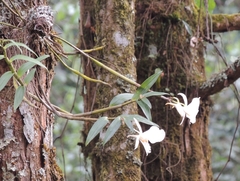 Dendrobium infundibulum