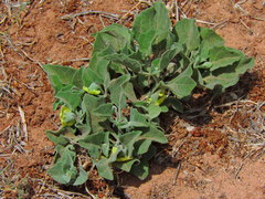 Physalis cinerascens