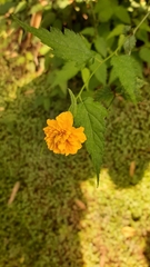 Kerria japonica