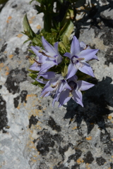 Campanula versicolor tenorei