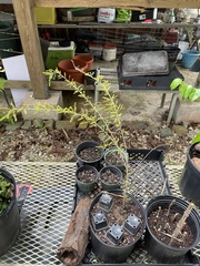 Senna polyphylla