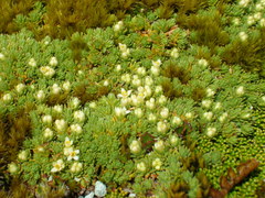 Kelleria croizatii