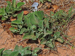 Physalis cinerascens