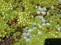 Kelleria croizatii