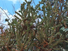 Toxostoma curvirostre