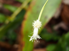 Carex fraseriana