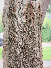 Quercus suber