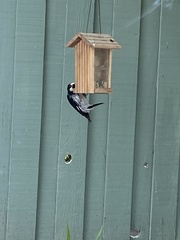 Melanerpes formicivorus