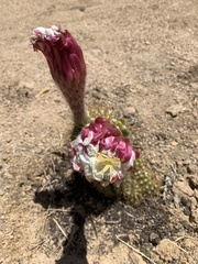 Cactoideae