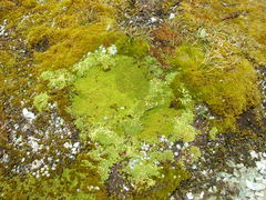 Kelleria croizatii