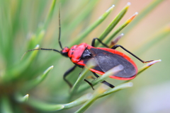 Rhiginia cinctiventris