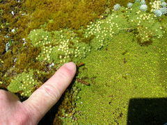 Kelleria croizatii
