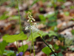 Tiarella austrina