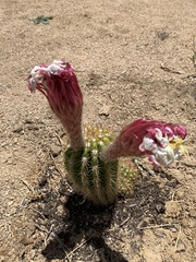 Cactoideae