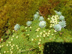 Kelleria croizatii