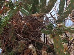 Toxostoma curvirostre
