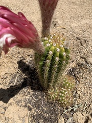 Cactoideae