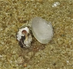 Ruditapes philippinarum