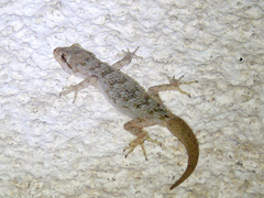 Mediodactylus kotschyi skopjensis