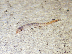 Mediodactylus kotschyi skopjensis