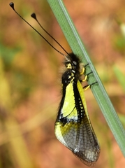 Libelloides baeticus