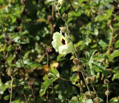 Hibiscus diversifolius