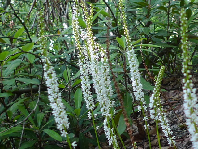 Galax urceolata