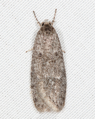 Semioscopis inornata