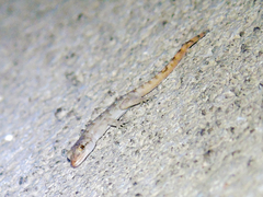 Mediodactylus kotschyi skopjensis