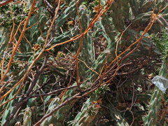 Toxostoma curvirostre