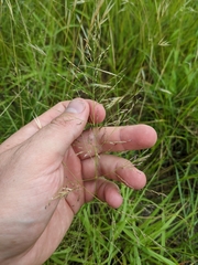 Eragrostis curtipedicellata