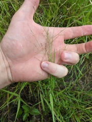 Eragrostis curtipedicellata