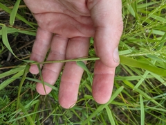 Eragrostis curtipedicellata
