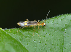 Malthinus occipitalis