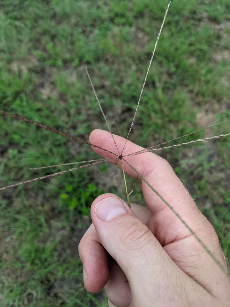 Slimspike Windmill Grass