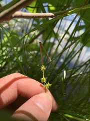 Carex atlantica