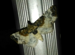 Eupithecia breviculata