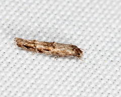 Mompha solomoni